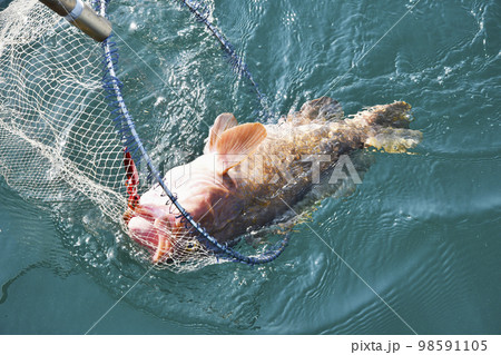 釣った魚を網に入れてもらうところ 98591105