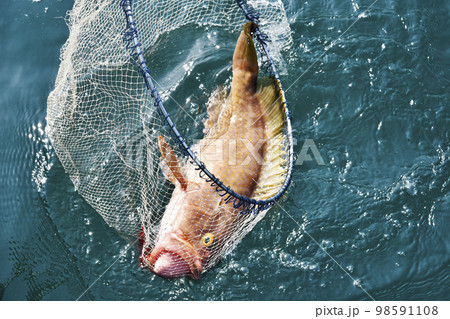 釣った魚が網の中にすっぽりと入ったところ 98591108