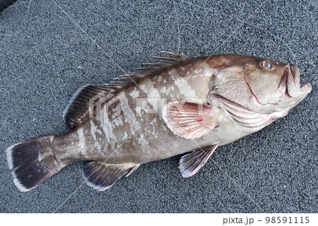 船釣りで釣れた大きなハタ。右向き 98591115