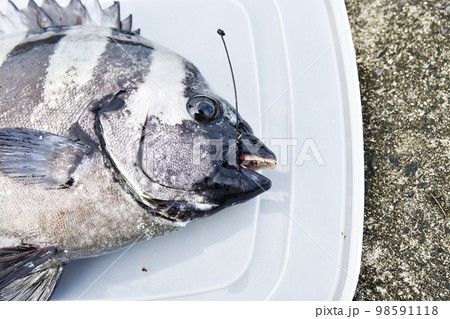 釣ったイシダイの顔 釣ったイシダイの顔 98591118