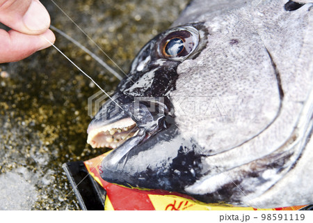 釣ったイシダイの口元 釣ったイシダイの口元 98591119