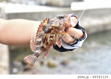 釣れた魚は小型のカサゴ 釣れた魚は小型のカサゴ 98591124