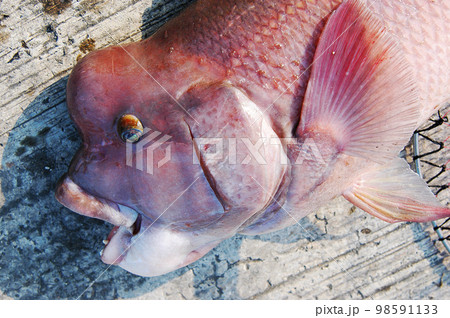 口を大きく開けたコブダイの顔のアップ 98591133
