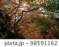 紅葉トレッキング・登山 98591162
