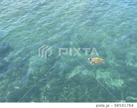 台湾のアオウミガメ 台湾のアオウミガメ 98591768