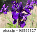 濃い紫色のアヤメの花のクローズアップ 98592327