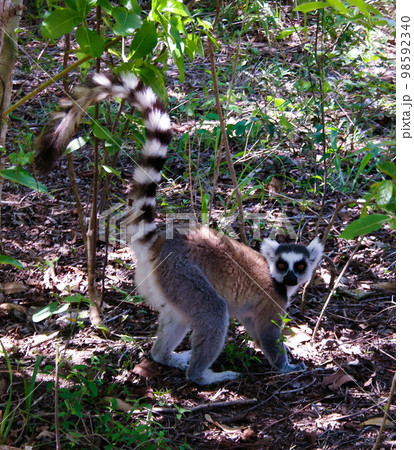 Portrait of the eating ring-tailed lemur Lemur catta aka King Julien in Anja Community Reserve at Manambolo, Ambalavao, Madagascar 98592340