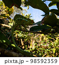 portrait of panther chameleon aka Furcifer pardalis in Andasibe-Mantadia National Park, Madagascar 98592359