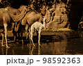 Portrait of drinking camels in canyon aka guelta Bashikele ,East Ennedi, Chad 98592363