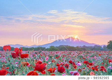 早朝の筑波山と一面に広がるポピー畑と太陽の幻想的な風景 98592565