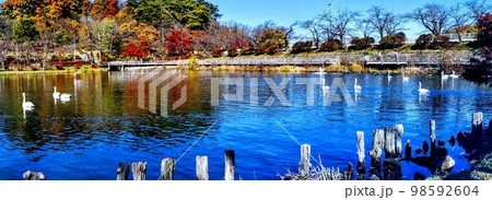 高松公園に冬の使者白鳥 晩秋の風景 パノラマ 高松公園に冬の使者白鳥 晩秋の風景 パノラマ 98592604