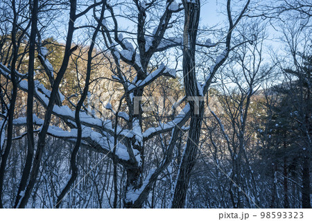 韓国 自然 風景 98593323