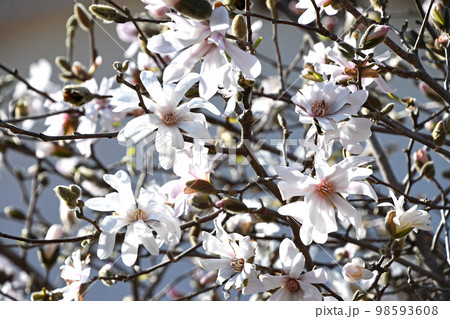 シデコブシ(四手辛夷) シデコブシ(四手辛夷) 98593608