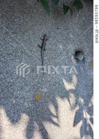 ニホントカゲ　コンクリートの壁を登るニホントカゲ　滋賀観光　琵琶湖　琵琶湖側 98593799