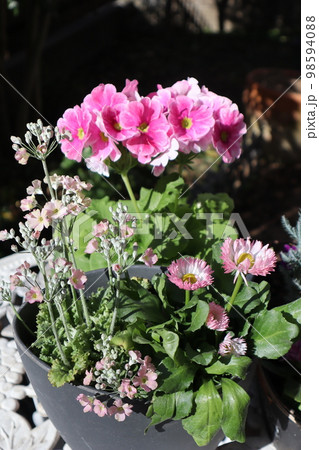 ピンク色の花寄せ植え&寄せ鉢 ピンク色の花寄せ植え&寄せ鉢 98594088