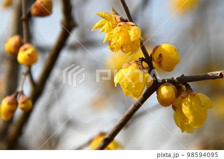蝋梅の花 蝋梅の花 98594095