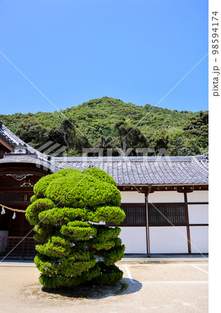 白髭神社　社務所前の立派な松と山　滋賀観光 98594174
