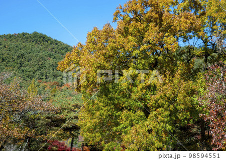 韓国 自然 風景 98594551