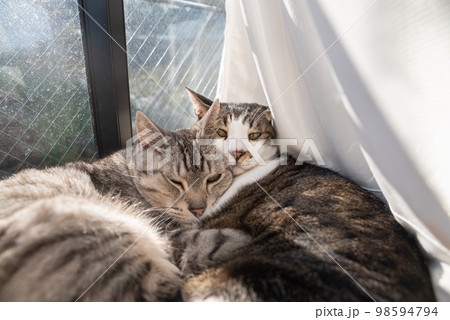 くつろぐ二匹の猫 キジトラ・サバトラ猫 くつろぐ二匹の猫 キジトラ・サバトラ猫 98594794
