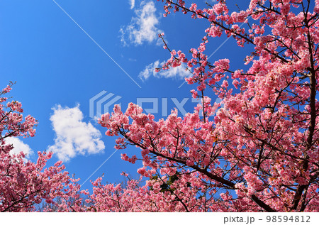 西平畑公園の河津桜と青空 西平畑公園の河津桜と青空 98594812