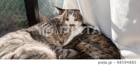 くつろぐ二匹の猫　キジトラ・サバトラ猫 98594885