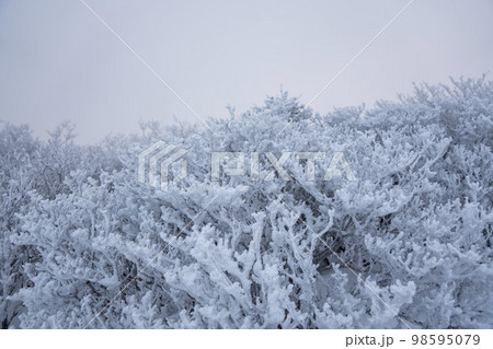 韓国 自然 風景 98595079