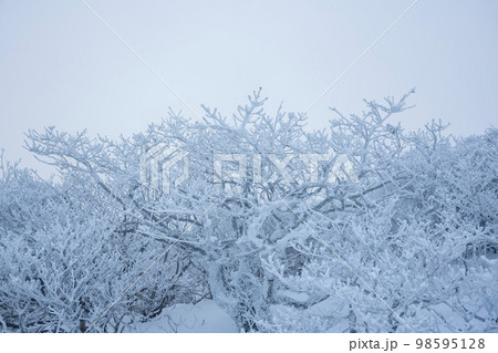 韓国 自然 風景 98595128