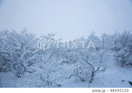 韓国 自然 風景 98595130