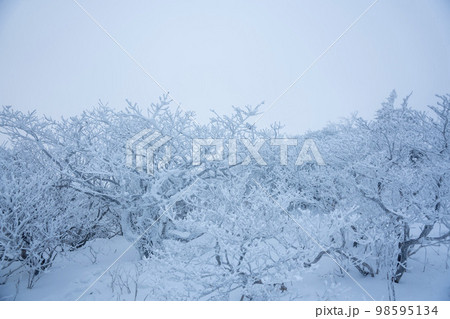 韓国 自然 風景 98595134