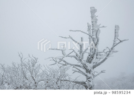 韓国 自然 風景 98595234
