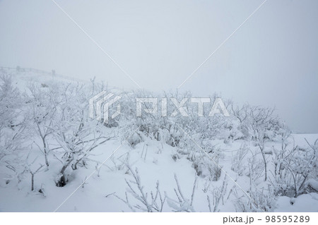 韓国 自然 風景 98595289