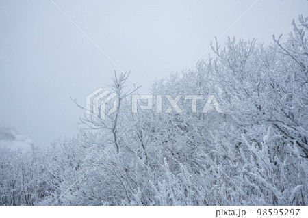 韓国 自然 風景 98595297