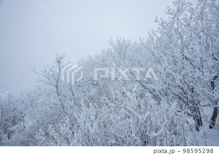 韓国 自然 風景 98595298