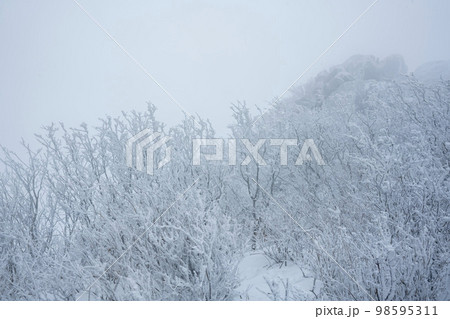 韓国 自然 風景 98595311