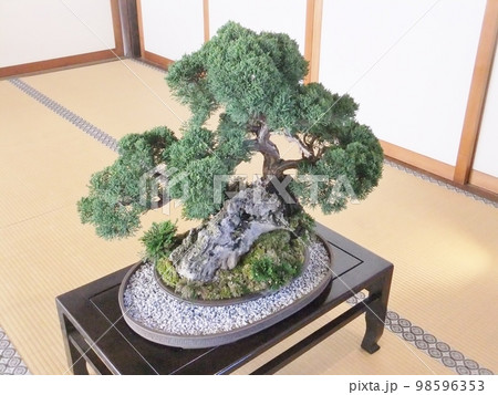 松の盆栽 98596353