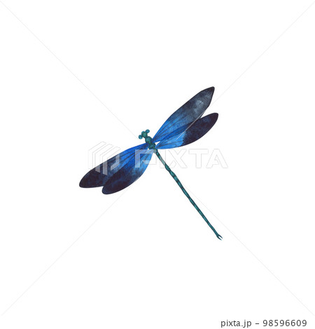 Black blue Dragonfly with detailed wings isolated. Watercolor hand drawn realistic flying insect llustration for design Black blue Dragonfly with detailed wings isolated. Watercolor hand drawn realistic flying insect llustration for design 98596609