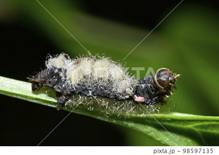 寄生蜂に寄生されたイモムシ 98597135