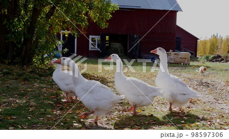Goose on a swedish farm dark background 98597306