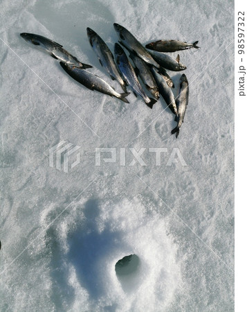 Winter fishing, catching a fish in the North of Sweden Winter fishing, catching a fish in the North of Sweden 98597322