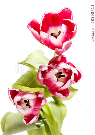 Red tulips Red tulips 98598711