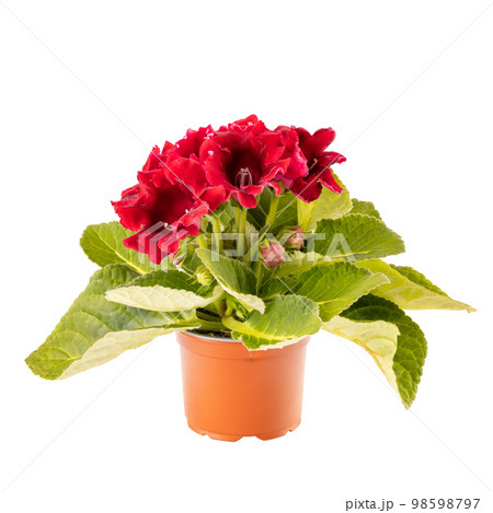 Gloxinia in a flower pot 98598797