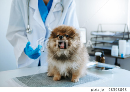 Male veterinarian in work clothes listening to a small dog's breath with phonendoscope.in a veterinary clinic. Male veterinarian in work clothes listening to a small dog's breath with phonendoscope.in a veterinary clinic. 98598848