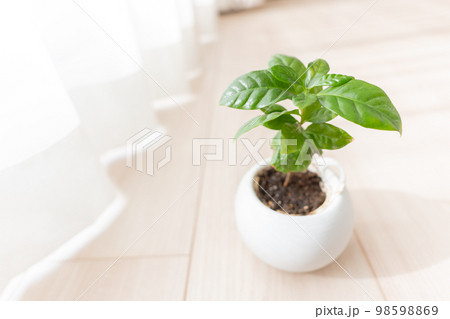 リビングの窓辺に置かれた観葉植物 リビングの窓辺に置かれた観葉植物 98598869