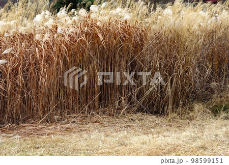 萱を育てる　萱畑 98599151