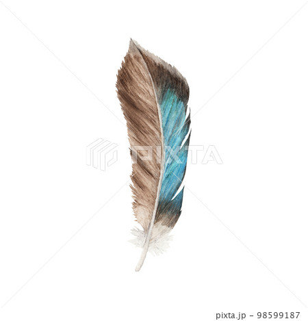 Vibrant feather. Bird feather. Boho style wings. Watercolor illustration.  98599187