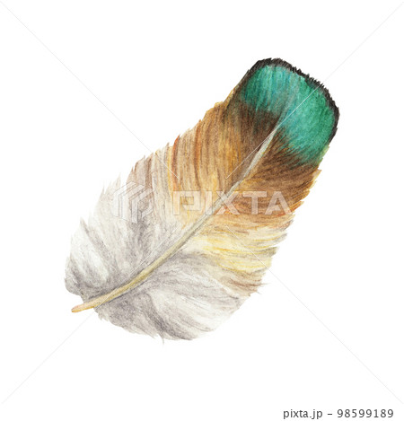 Vibrant feather. Bird feather. Boho style wings. Watercolor illustration.  98599189
