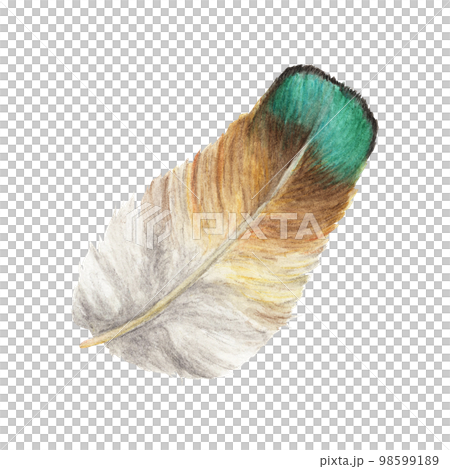 Vibrant feather. Bird feather. Boho style wings. Watercolor illustration.  98599189