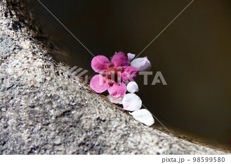 池に落ちた紅梅の花 98599580