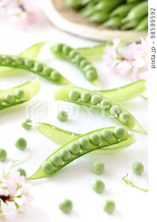 うすいえんどう豆とさくら　えんどう豆　うすいえんどう豆　うすいえんどう 98599592