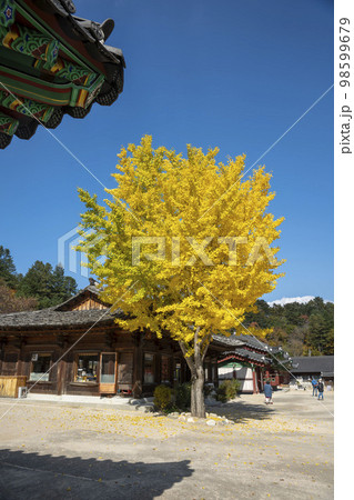 韓国 自然 風景 98599679